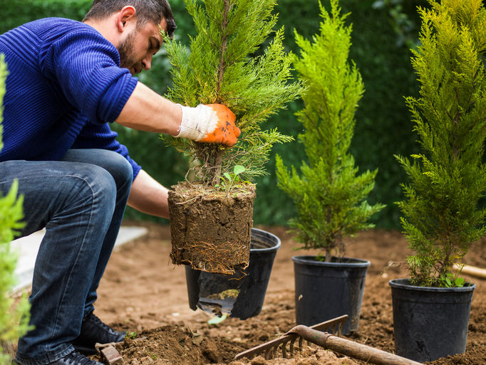 Planting Services by Evening Shade Tree Surgeons LLC