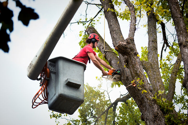 Tree Removal by Evening Shade Tree Surgeons LLC