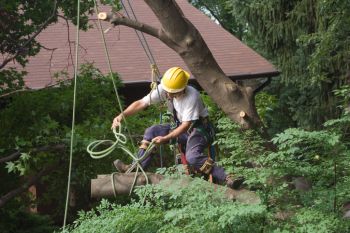 Tree Removal in Fairview Shores, Florida by Evening Shade Tree Surgeons LLC