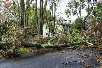 Storm damage cleanup in Ponce Inlet, Florida by Evening Shade Tree Surgeons LLC