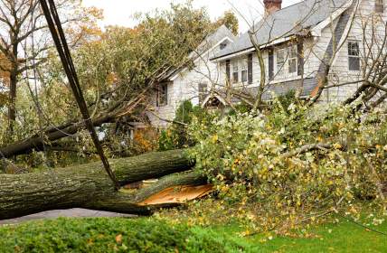 Emergency tree removal by Evening Shade Tree Surgeons LLC