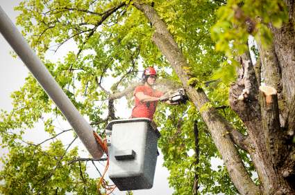 Tree pruning and trimming in Altamonte Springs, Florida by Evening Shade Tree Surgeons LLC