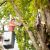 Edgewater Pruning & Trimming by Evening Shade Tree Surgeons LLC