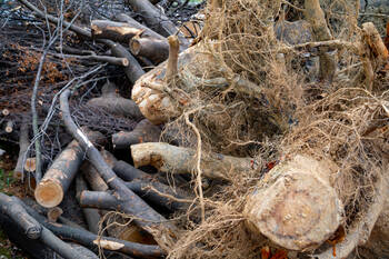 Tree Debris Removal in Chuluota, Florida by Evening Shade Tree Surgeons LLC