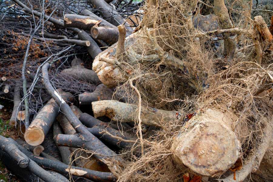 Tree Debris Removal by Evening Shade Tree Surgeons LLC