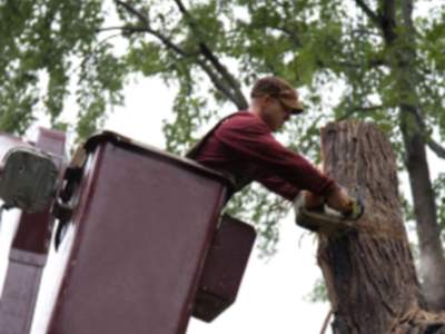 Tree services in Port Orange by Evening Shade Tree Surgeons LLC