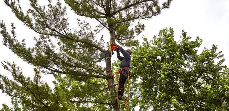 Arborist pruning a tall pine tree with a chainsaw while secured on climbing ropes