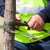 Edgewater Cabling & Bracing by Evening Shade Tree Surgeons LLC