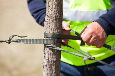 Tree cabling and bracing by Evening Shade Tree Surgeons LLC