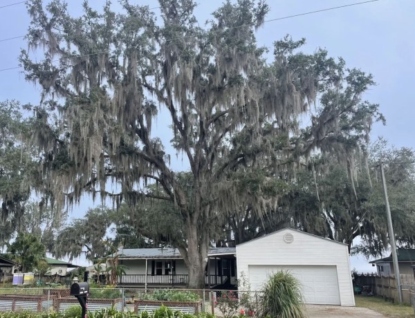 Tree Services in Deltona, FL (1)