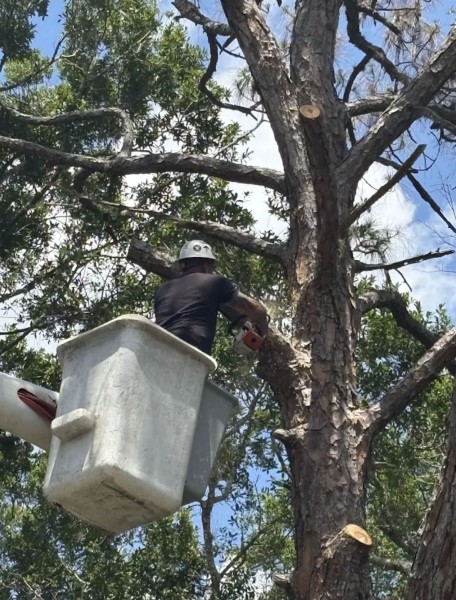 Tree Services in DeLand, FL (1)