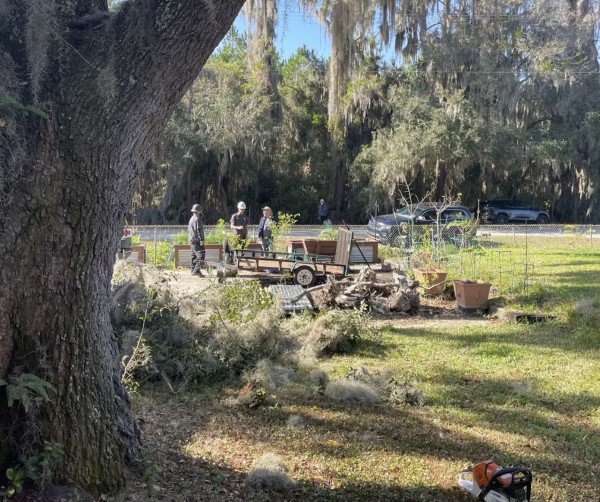 Tree Services in Daytona Beach, FL (1)