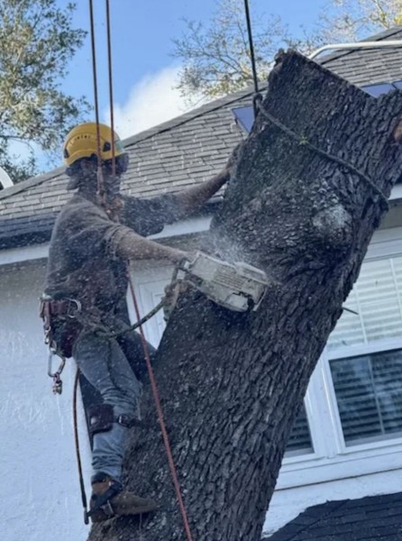 Tree Removal in Lake Mary, FL (1)
