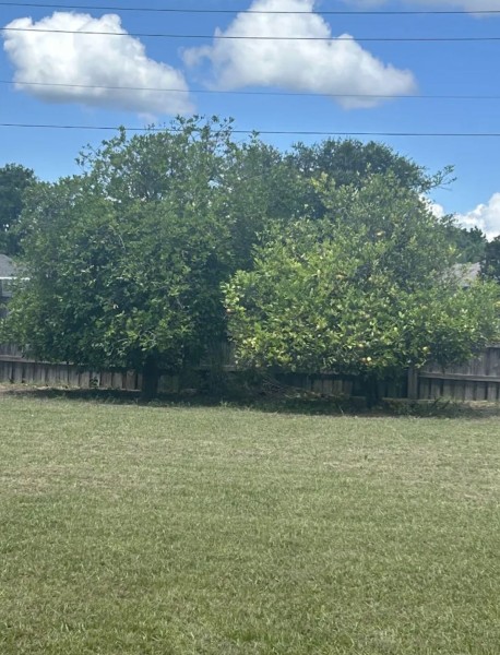 Tree Services in Lake Mary, FL (1)