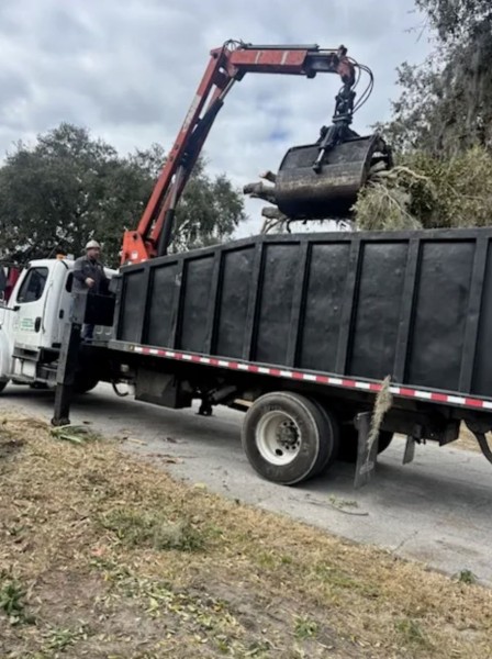 Tree Debris Removal in DeLand, FL (1)
