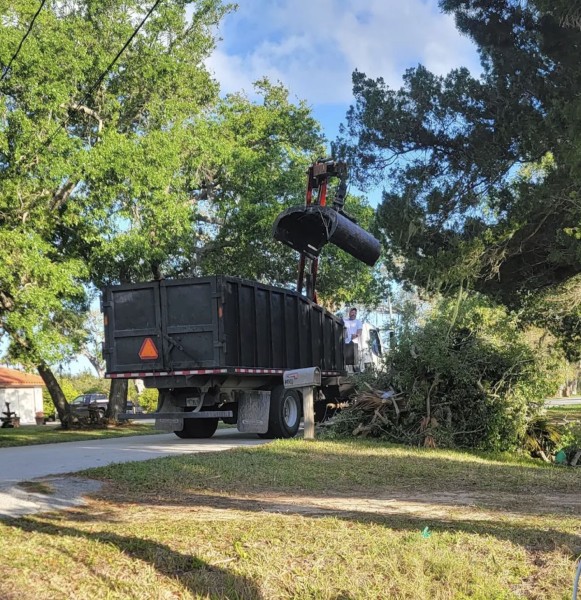 Tree Debris Removal