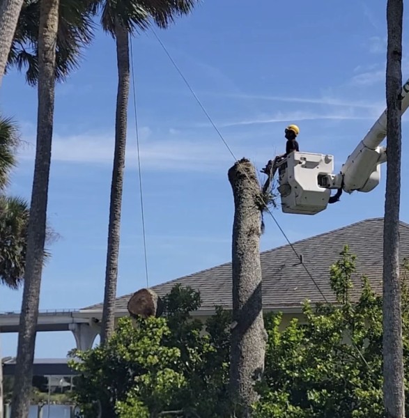 Tree Services in Port Orange, FL (1)