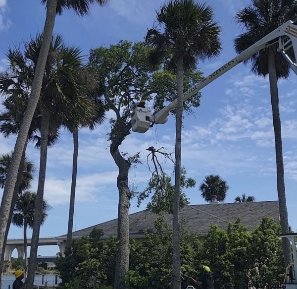 Tree Services in Port Orange, FL (1)