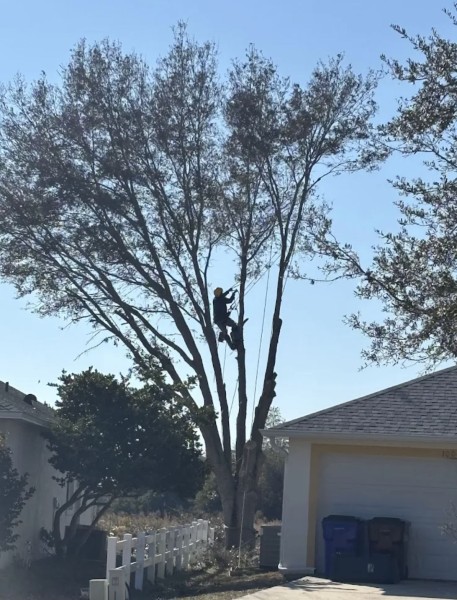 Tree Removal in Debary, FL (1)