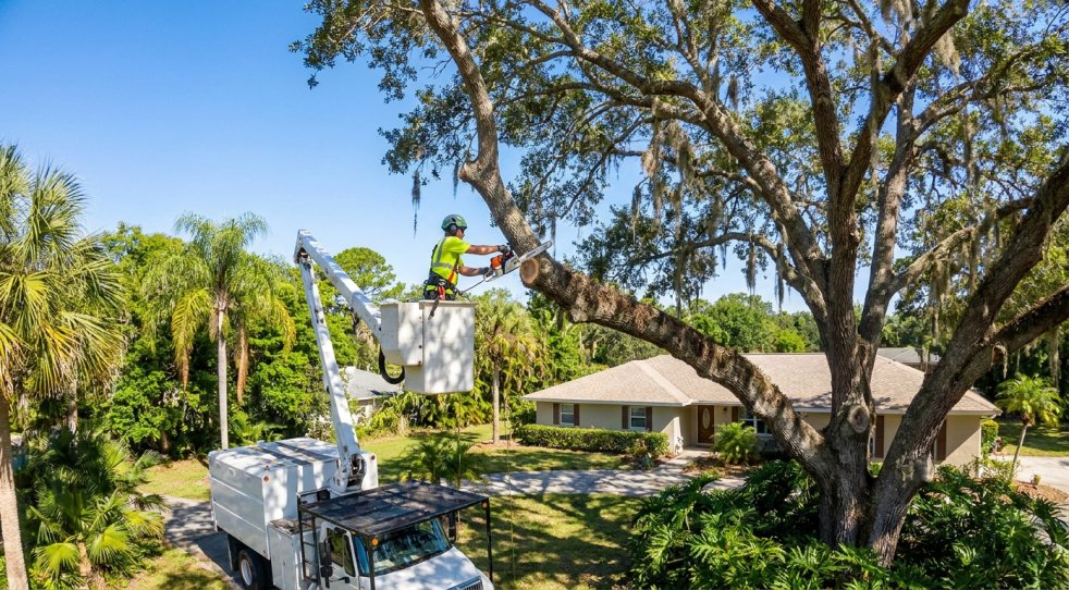 Tree worker cutting a large Florida oak from a bucket truck in a residential yard